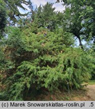 Juniperus chinensis (jałowiec chiński)