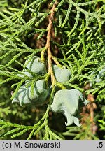Platycladus orientalis Sieboldii