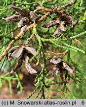 Platycladus orientalis Sieboldii
