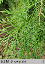 Platycladus orientalis Sieboldii