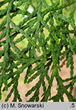 Platycladus orientalis Sieboldii