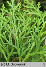 Platycladus orientalis Sieboldii
