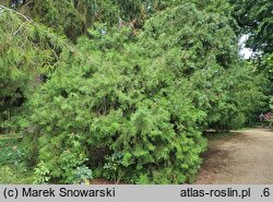 Platycladus orientalis Sieboldii