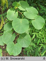 Cercis griffithii