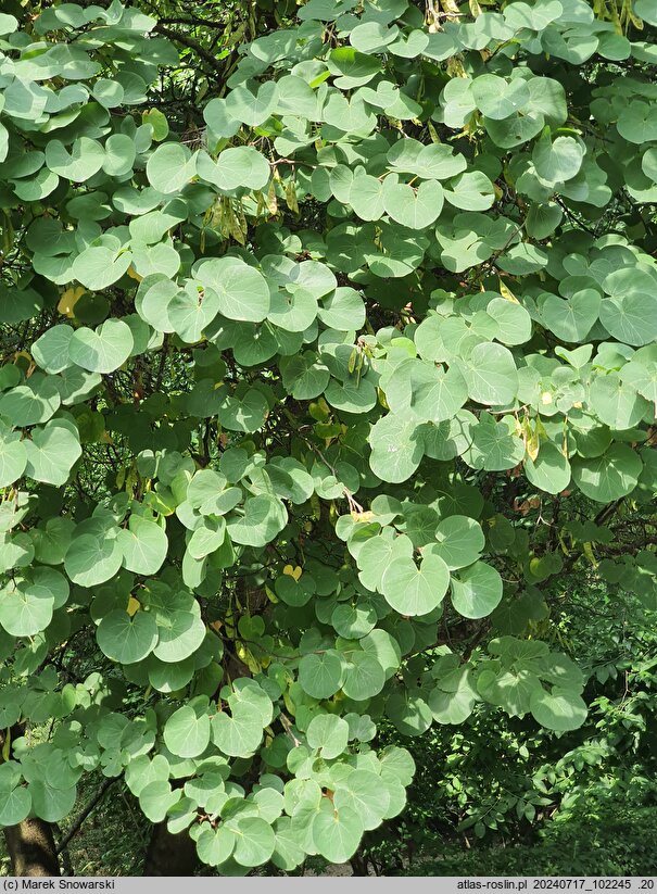 Cercis griffithii