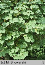 Cercis griffithii
