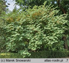 Cercis griffithii