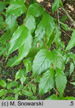 Dipelta floribunda (dwutarczka kwiecista)