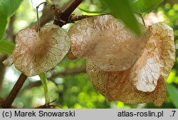 Dipelta floribunda (dwutarczka kwiecista)