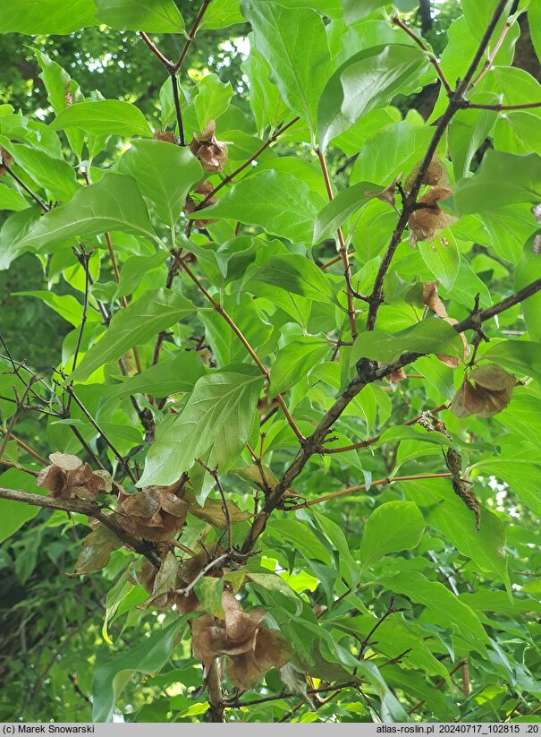 Dipelta floribunda (dwutarczka kwiecista)