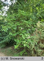 Dipelta floribunda (dwutarczka kwiecista)