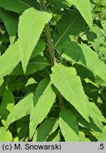 Vernonia gigantea (wernonia olbrzymia)