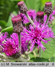 Vernonia gigantea (wernonia olbrzymia)