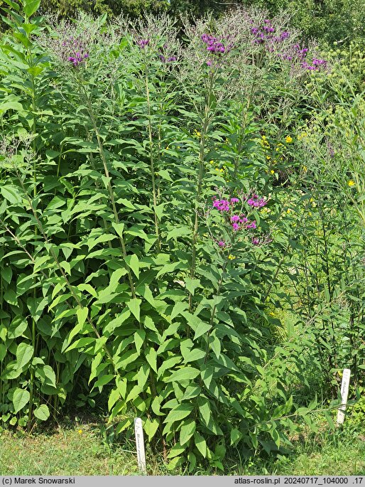 Vernonia gigantea (wernonia olbrzymia)