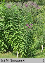 Vernonia gigantea (wernonia olbrzymia)