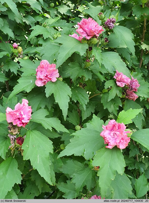 Hibiscus syriacus Mr Schmidt