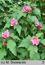 Hibiscus syriacus Mr Schmidt