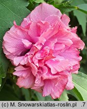 Hibiscus syriacus Mr Schmidt