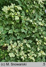 Hibiscus syriacus Meehanii