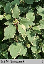 Hibiscus syriacus Meehanii
