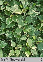 Hibiscus syriacus Meehanii