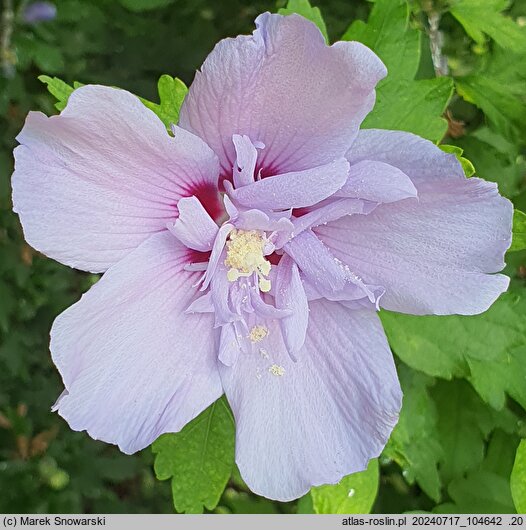 Hibiscus syriacus Bricutts
