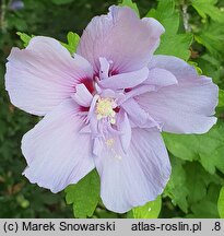 Hibiscus syriacus Bricutts