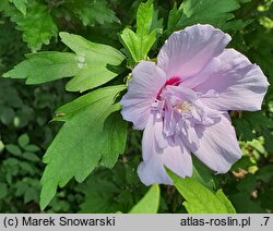 Hibiscus syriacus Bricutts