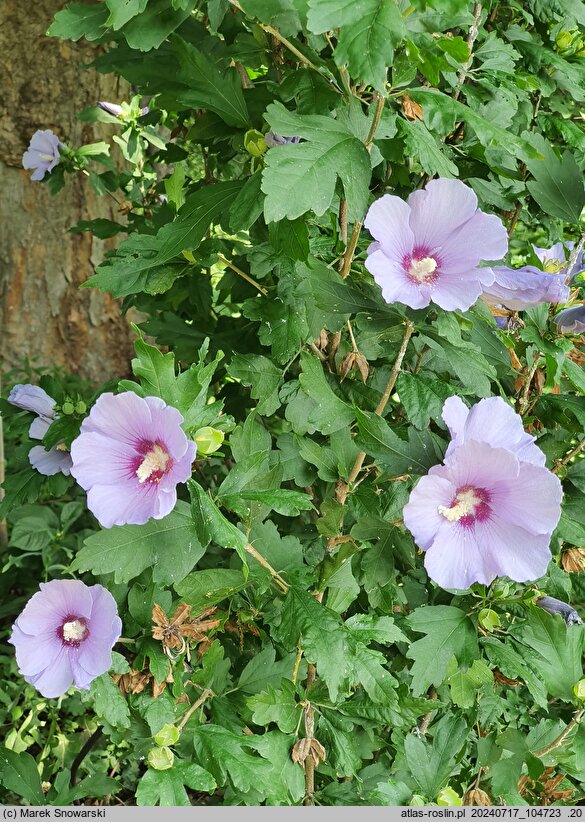 Hibiscus syriacus Marina