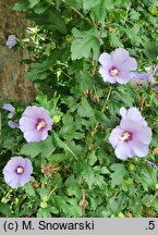 Hibiscus syriacus Marina