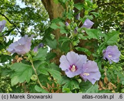 Hibiscus syriacus Marina