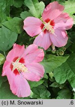 Hibiscus syriacus Pink Giant