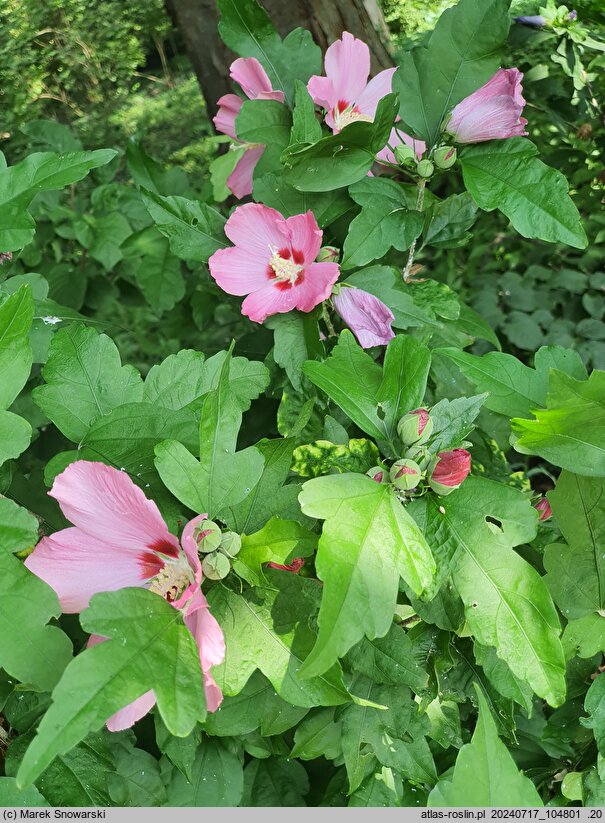 Hibiscus syriacus Pink Giant