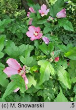 Hibiscus syriacus Pink Giant