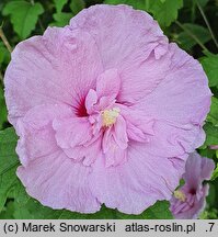 Hibiscus syriacus Chiffon Lila