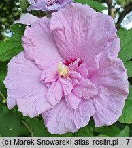 Hibiscus syriacus Chiffon Lila