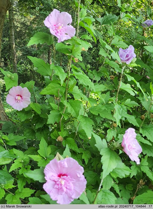 Hibiscus syriacus Chiffon Lila
