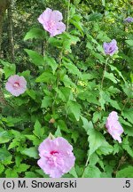 Hibiscus syriacus Chiffon Lila
