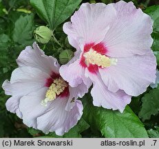 Hibiscus syriacus Aphrodita