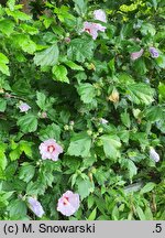 Hibiscus syriacus Aphrodita
