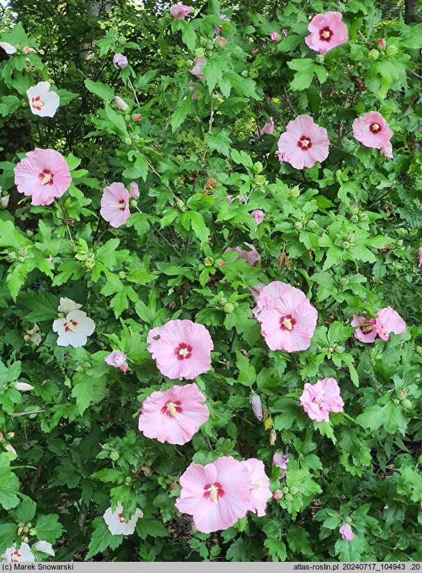 Hibiscus syriacus Aphrodita