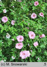 Hibiscus syriacus Aphrodita