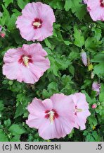 Hibiscus syriacus Aphrodita