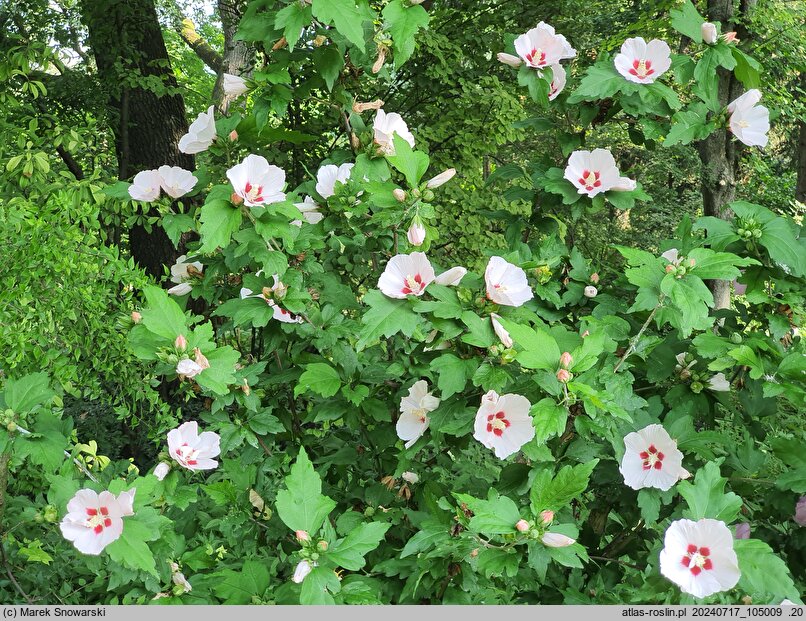 Hibiscus syriacus Hamabo