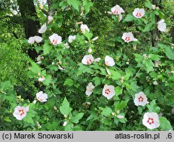 Hibiscus syriacus Hamabo