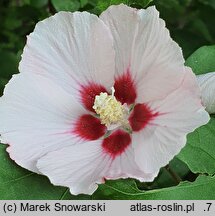 Hibiscus syriacus Hamabo