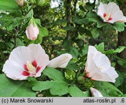 Hibiscus syriacus Hamabo