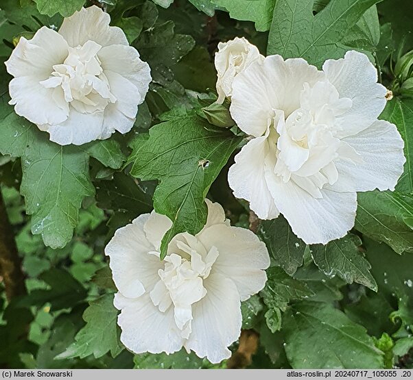 Hibiscus syriacus Admiral Dewey