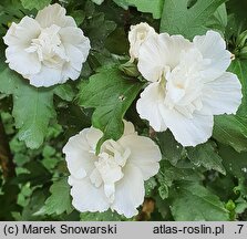 Hibiscus syriacus Admiral Dewey
