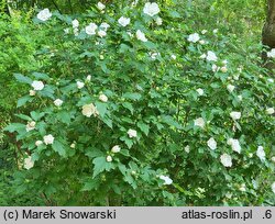 Hibiscus syriacus Admiral Dewey